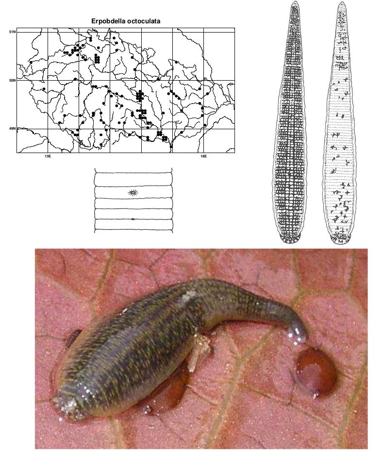 Erpobdella octoculata, a leech of the family Erpobdellidae