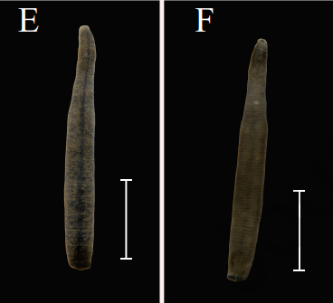 Erpobdella parva, a leech of the family Erpobdellidae