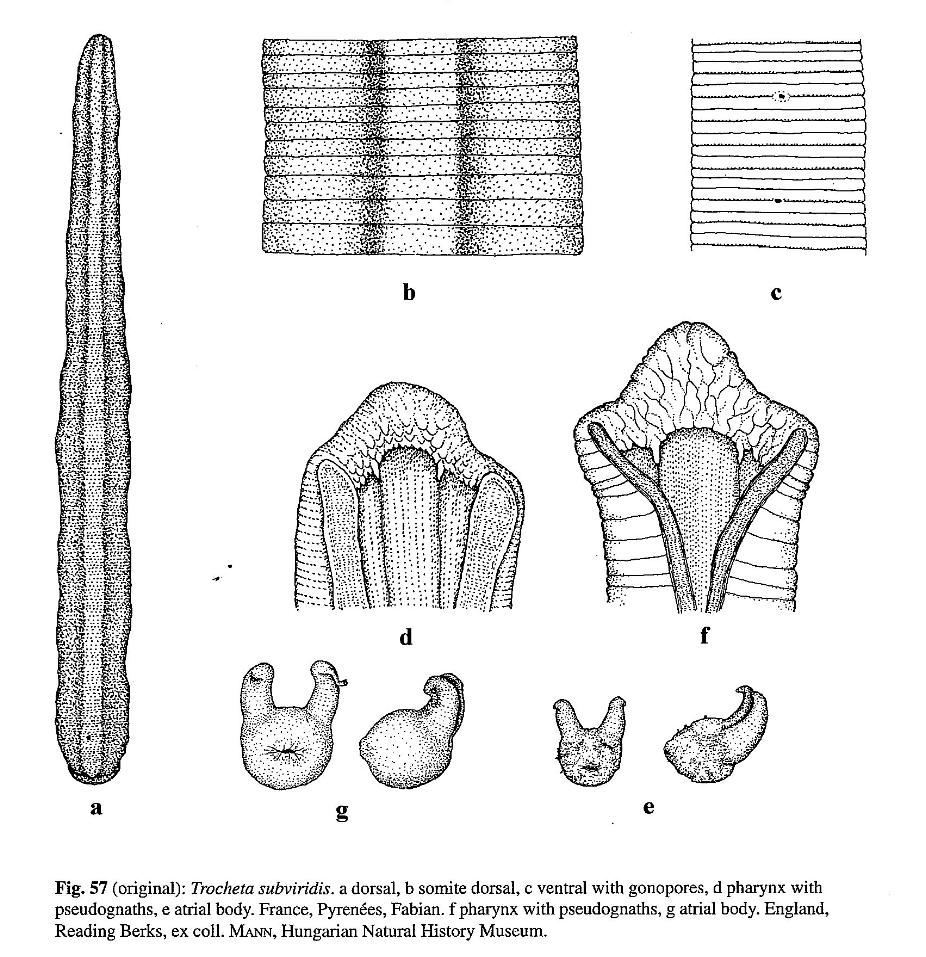 Erpobdella subviridis, a leech of the family Erpobdellidae