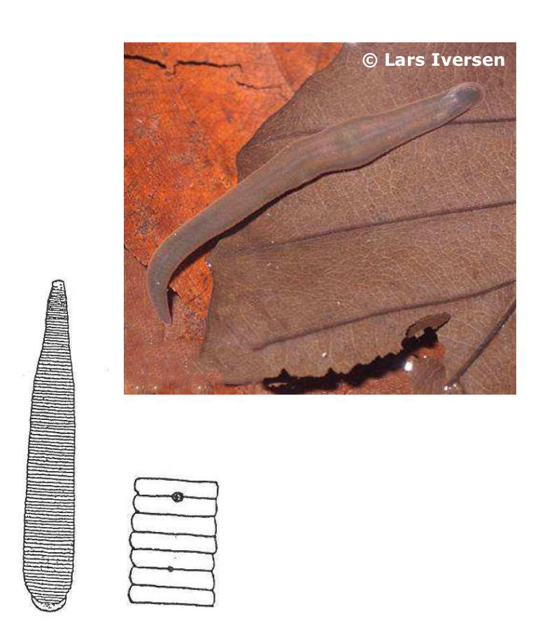 Erpobdella testacea, a leech of the family Erpobdellidae