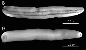 Erpobdella triannulata, a leech of the family Erpobdellidae