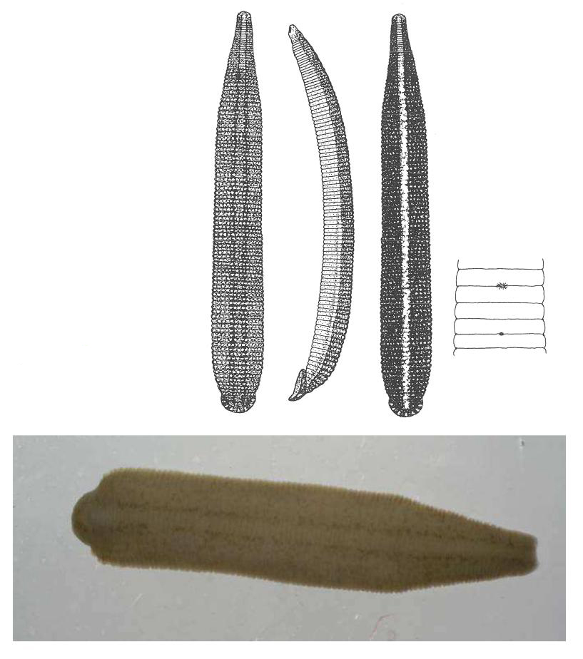 Erpobdella verrucosa, a leech of the family Erpobdellidae