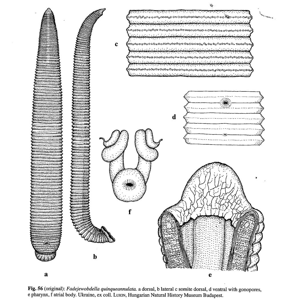 Fadejewobdella quinqueannulata, a leech of the family Erpobdellidae