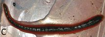 Gastrostomobdella ampunganensis, a leech of the family Gastrostomobdellidae