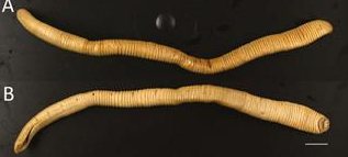 Gastrostomobdella buettikoferi, a leech of the family Gastrostomobdellidae
