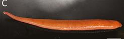 Gastrostomobdella extenta, a leech of the family Gastrostomobdellidae