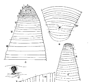 Gastrostomobdella quinqueannulata, a leech of the family Gastrostomobdellidae