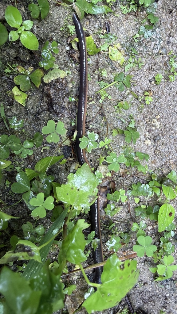 Gastrostomobdella vagabunda, a leech of the family Gastrostomobdellidae