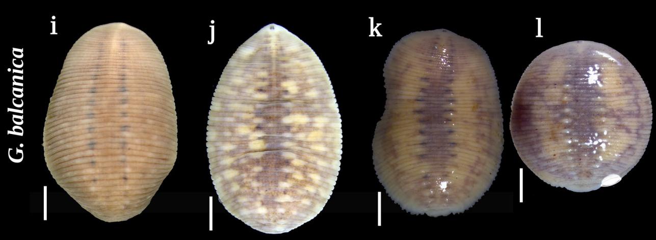 Glossiphonia balcanica, a leech of the family Glossiphoniidae