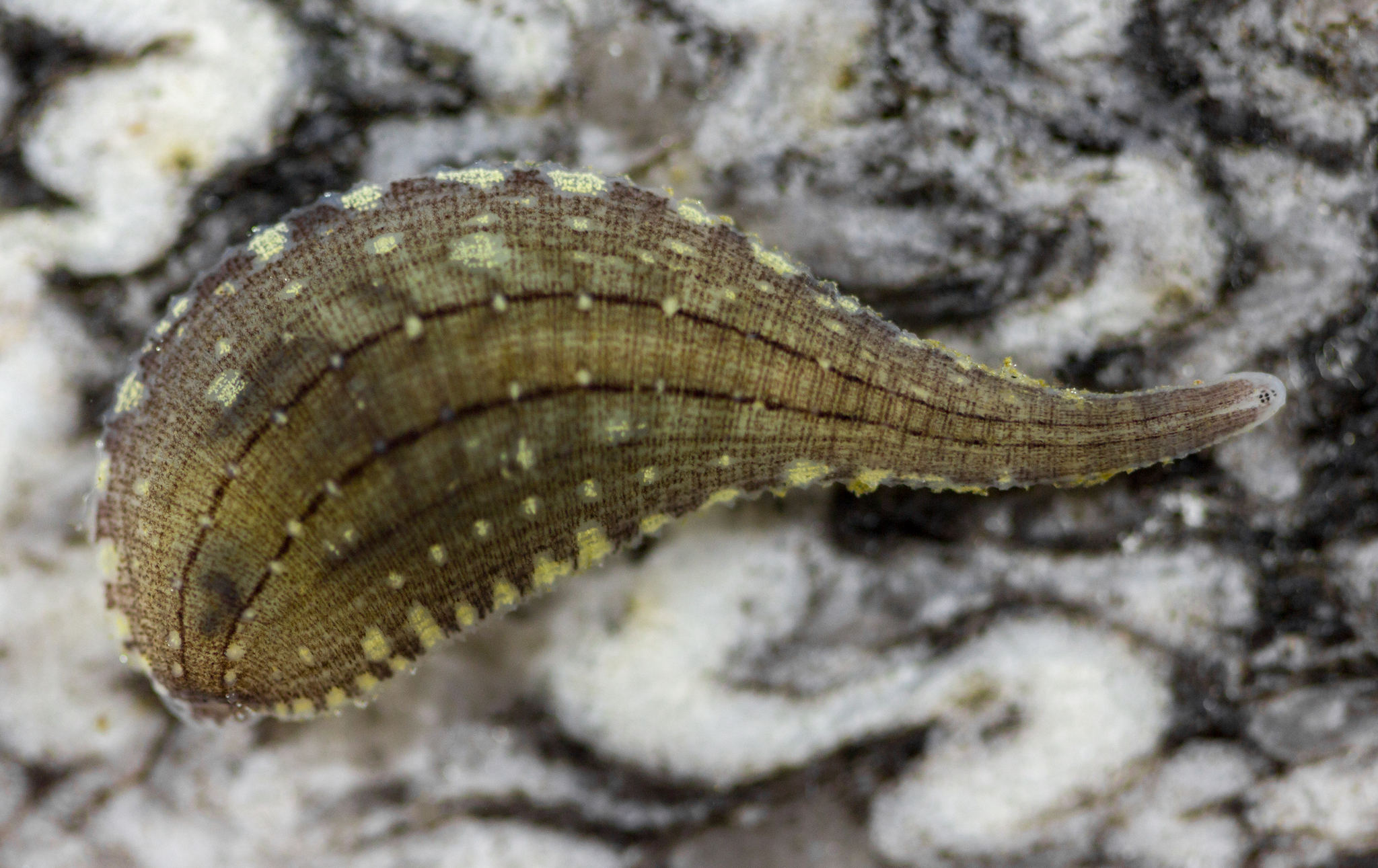 Glossiphonia complanata, a leech of the family Glossiphoniidae