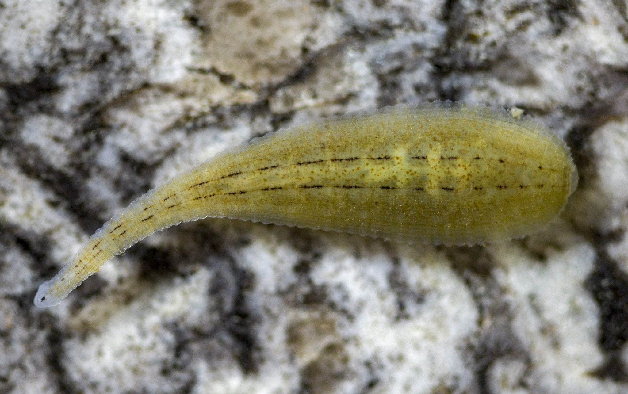 Glossiphonia concolor, a leech of the family Glossiphoniidae