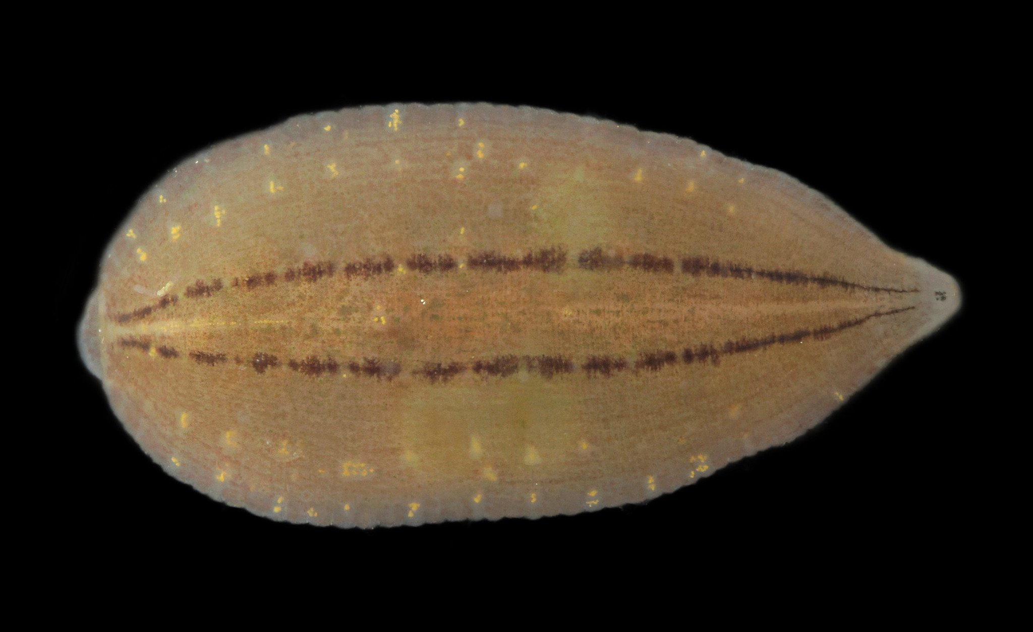 Glossiphonia elegans, a leech of the family Glossiphoniidae
