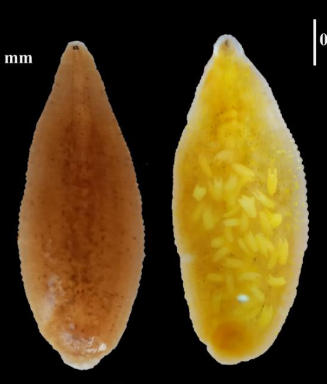 Glossiphonia ferghanensis, a leech of the family Glossiphoniidae