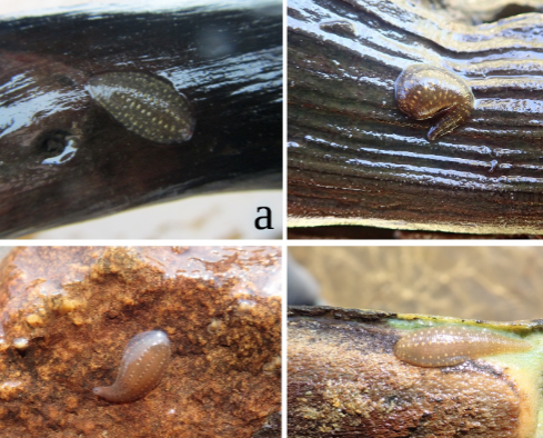 Glossiphonia moorei, a leech of the family Glossiphoniidae