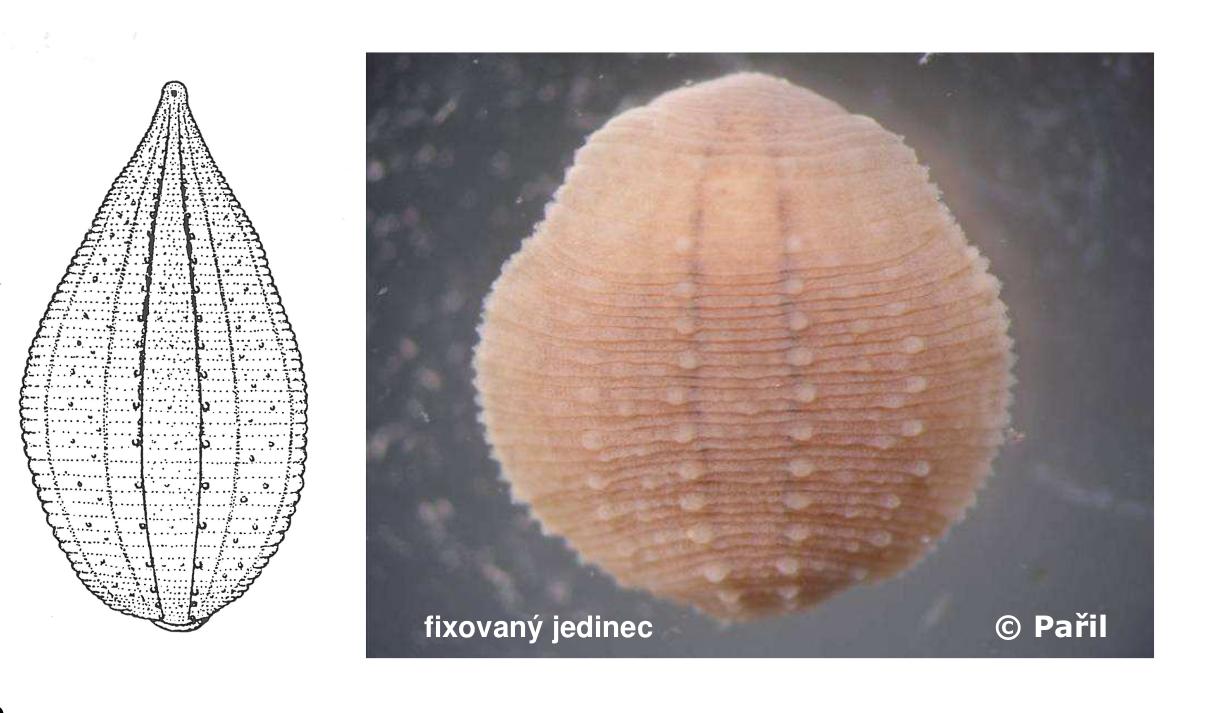 Glossiphonia nebulosa, a leech of the family Glossiphoniidae