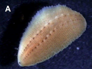 Glossiphonia pulchella, a leech of the family Glossiphoniidae