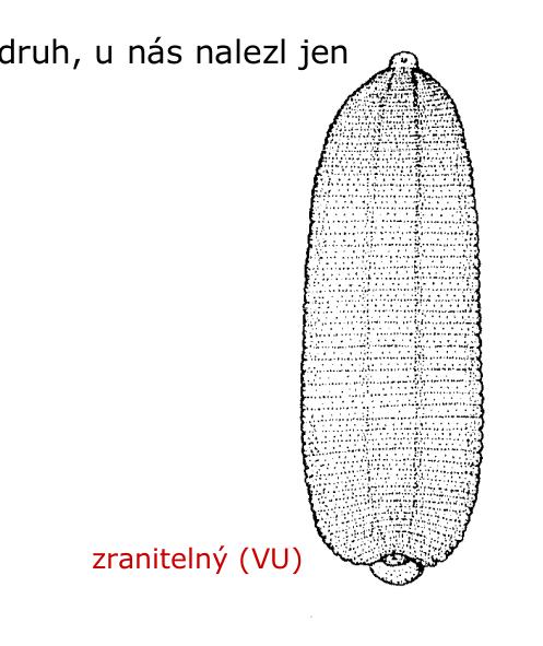 Glossiphonia slovaca, a leech of the family Glossiphoniidae