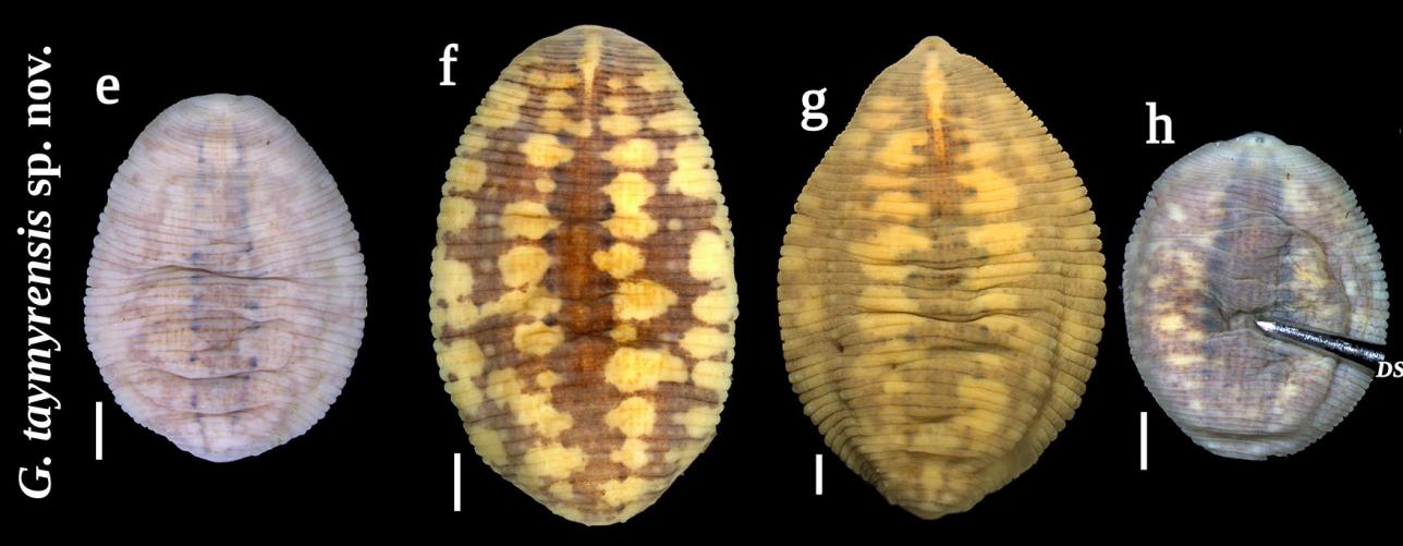 Glossiphonia taymyrensis, a leech of the family Glossiphoniidae