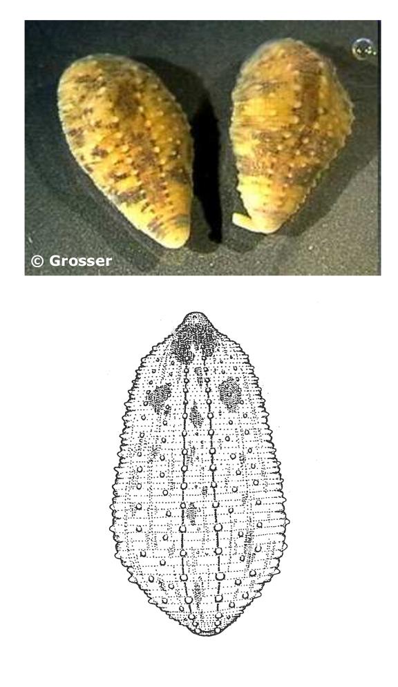 Glossiphonia verrucata, a leech of the family Glossiphoniidae