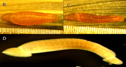Gonimosobdella klemmi, a leech of the family Piscicolidae