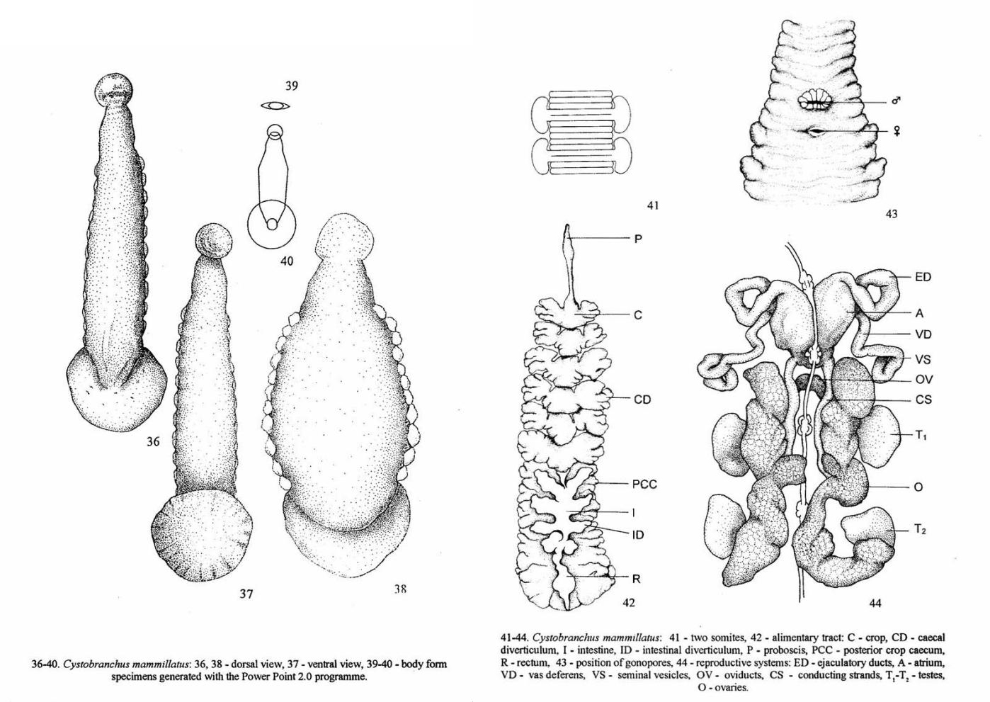 Gonimosobdella mammillatus, a leech of the family Piscicolidae
