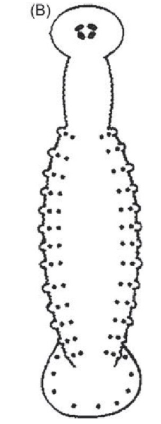 Gonimosobdella meyeri, a leech of the family Piscicolidae