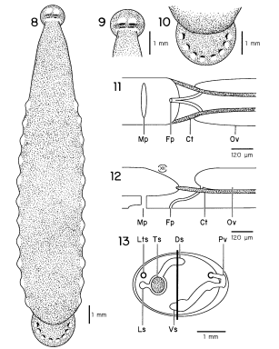 Gonimosobdella salmositicus, a leech of the family Piscicolidae