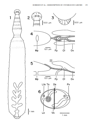 Gonimosobdella virginicus, a leech of the family Piscicolidae