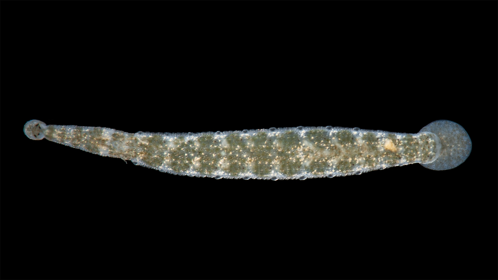Gonimosobdella vivida, a leech of the family Piscicolidae