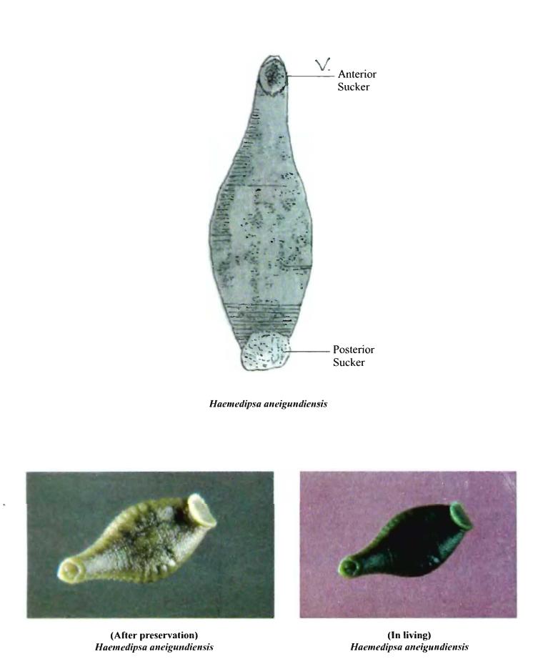 Haemadipsa anaigundiensis, a leech of the family Haemadipsidae
