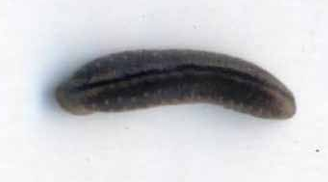 Haemadipsa champhaiensis, a leech of the family Haemadipsidae