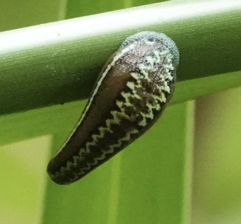 Haemadipsa crenata, a leech of the family Haemadipsidae