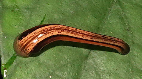 Haemadipsa guangchuanensis, a leech of the family Haemadipsidae