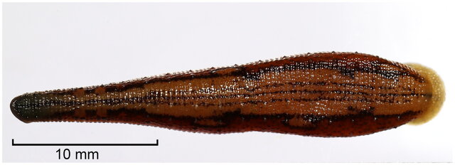 Haemadipsa hainana, a leech of the family Haemadipsidae