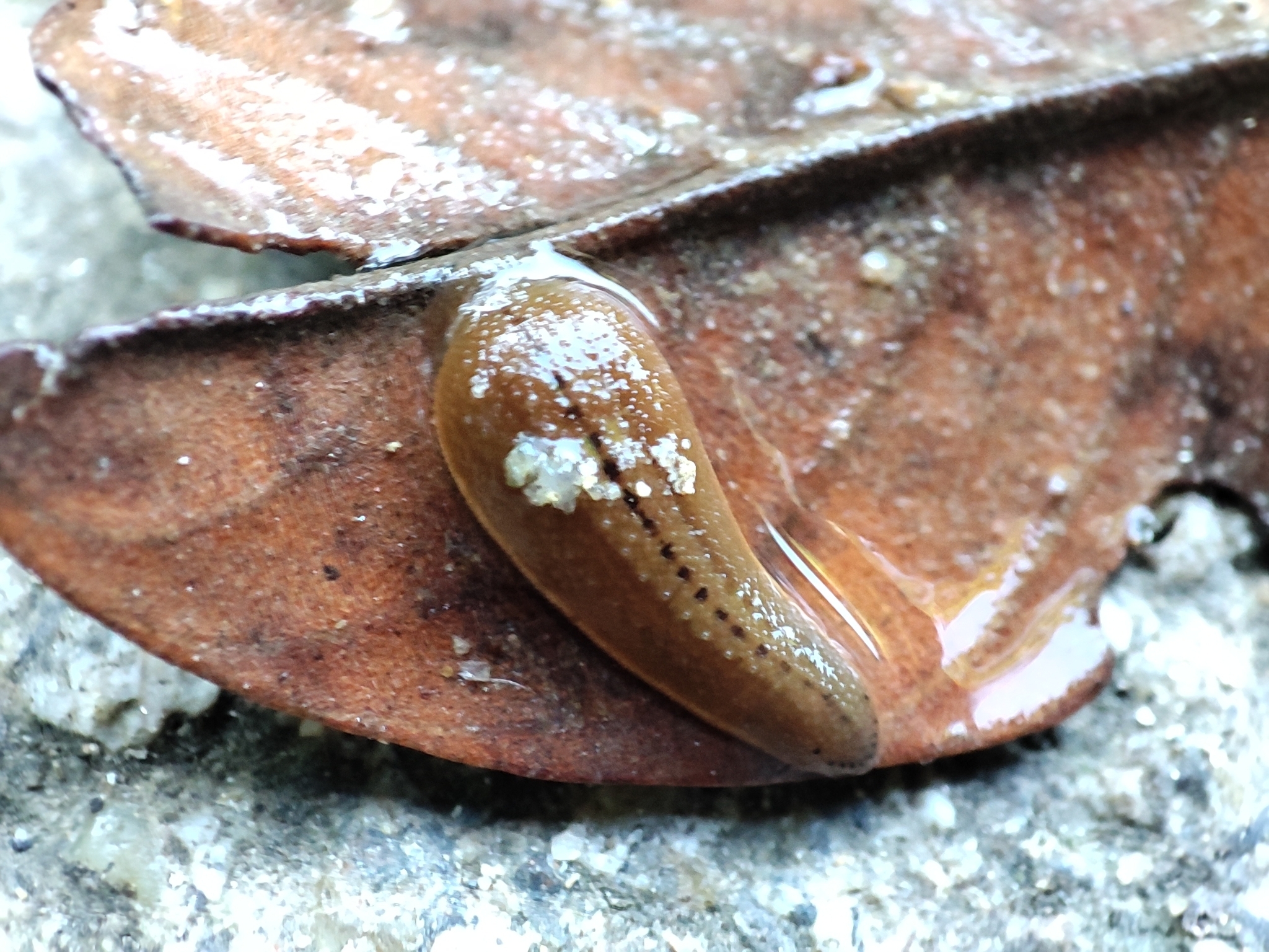 Haemadipsa interrupta, a leech of the family Haemadipsidae