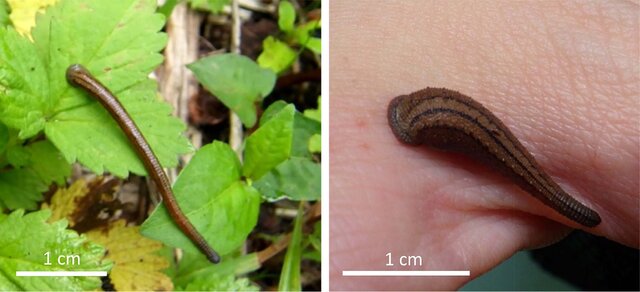 Haemadipsa japonica, a leech of the family Haemadipsidae