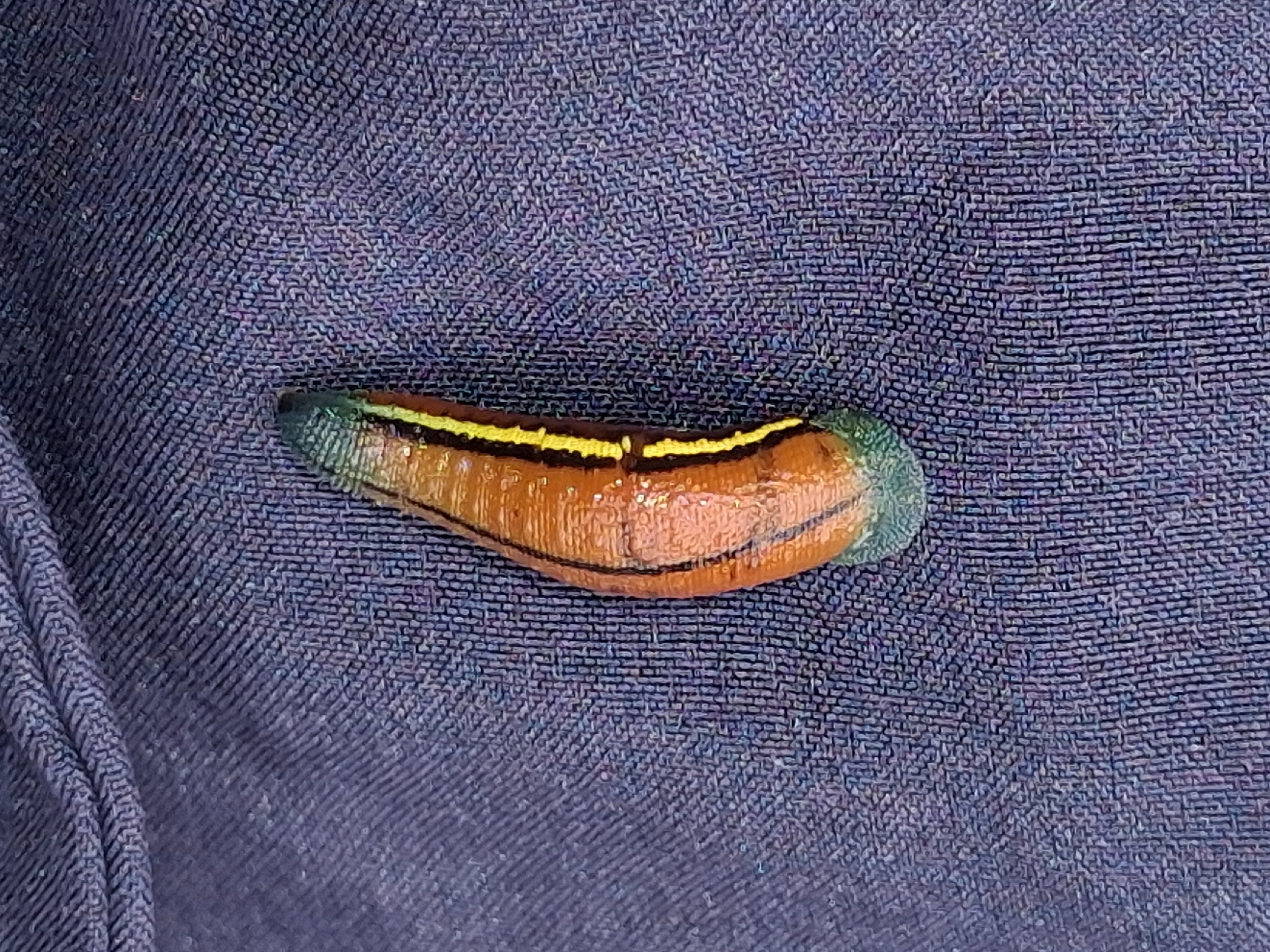 Haemadipsa kaushiki, a leech of the family Haemadipsidae