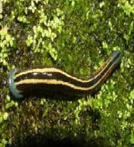 Haemadipsa lolegaonensis, a leech of the family Haemadipsidae