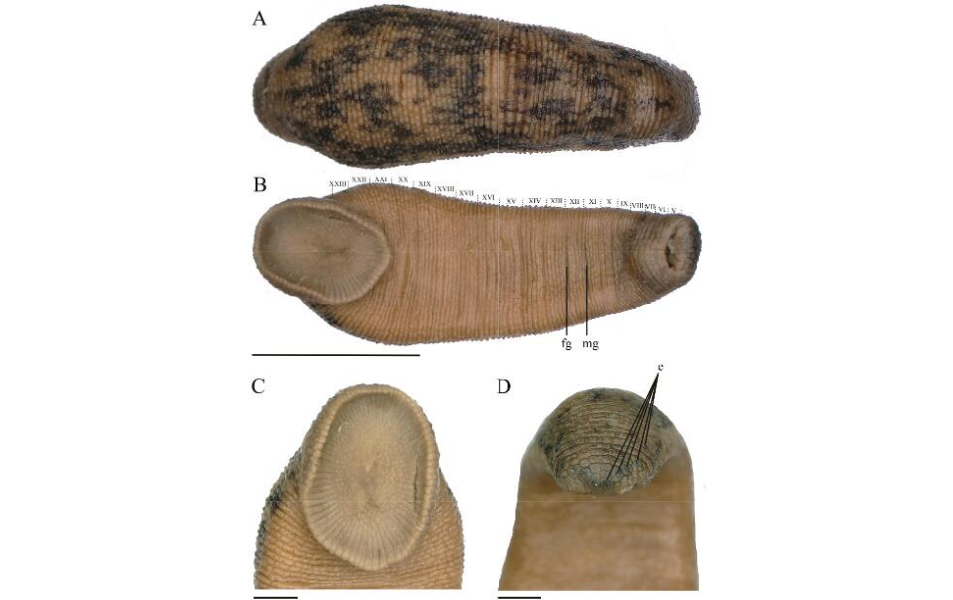 Haemadipsa medogensis, a leech of the family Haemadipsidae