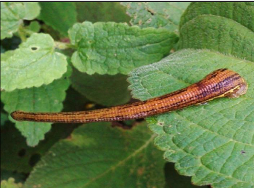 Haemadipsa montana, a leech of the family Haemadipsidae