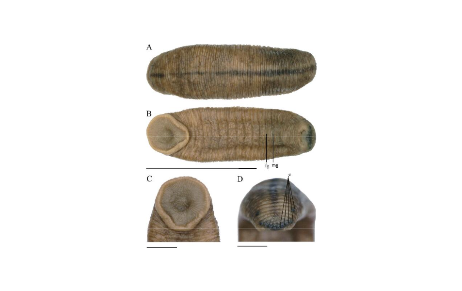 Haemadipsa nigrilineata, a leech of the family Haemadipsidae