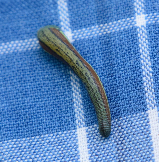 Haemadipsa picta, a leech of the family Haemadipsidae