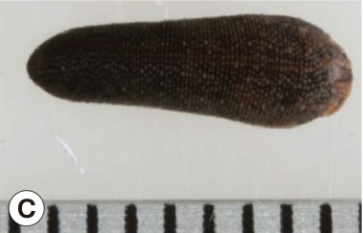 Haemadipsa rjukjuana, a leech of the family Haemadipsidae
