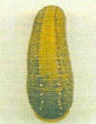 Haemadipsa satyanarayanai, a leech of the family Haemadipsidae