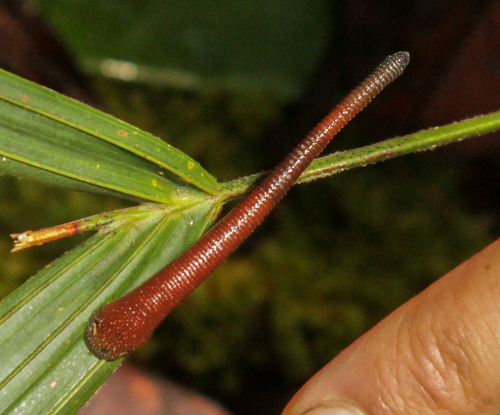 Haemadipsa sumatrana, a leech of the family Haemadipsidae