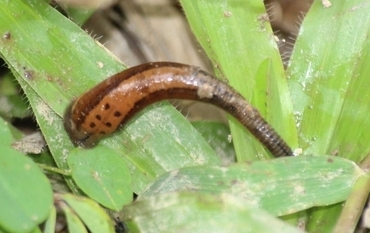 Haemadipsa trimaculosa, a leech of the family Haemadipsidae