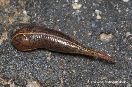 Haemadipsa zeylanica, a leech of the family Haemadipsidae
