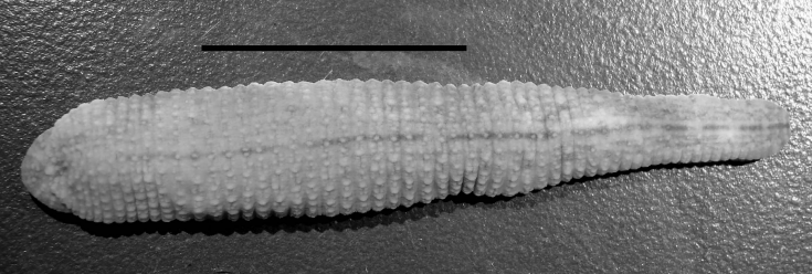 Haementeria acuecueyetzin, a leech of the family Glossiphoniidae