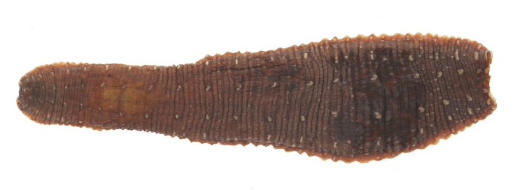Haementeria depressa, a leech of the family Glossiphoniidae
