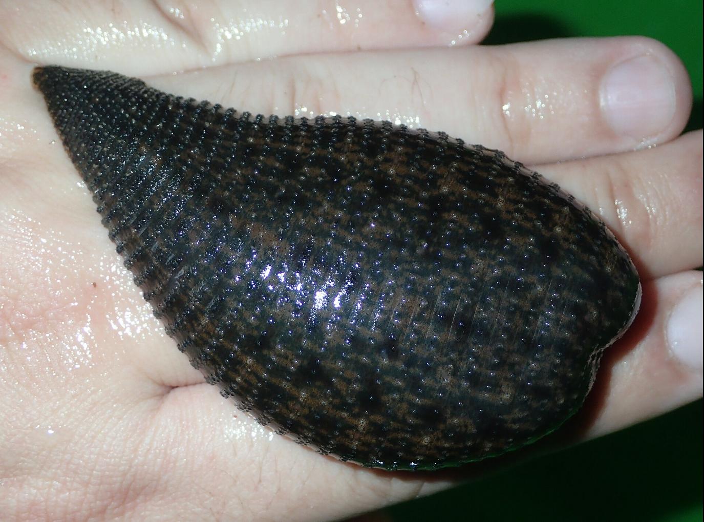 Haementeria ghilianii, a leech of the family Glossiphoniidae